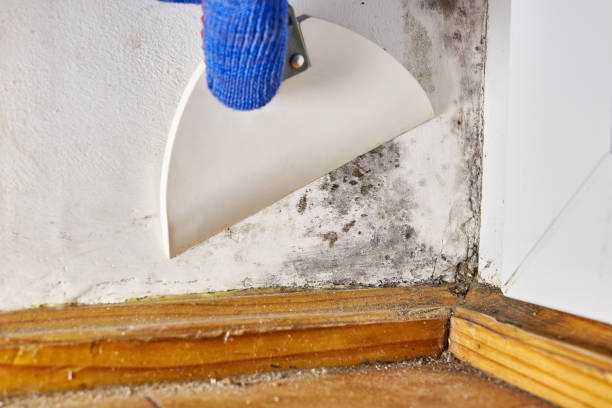 Best Real Estate Mold Inspection  in Beulaville, NC